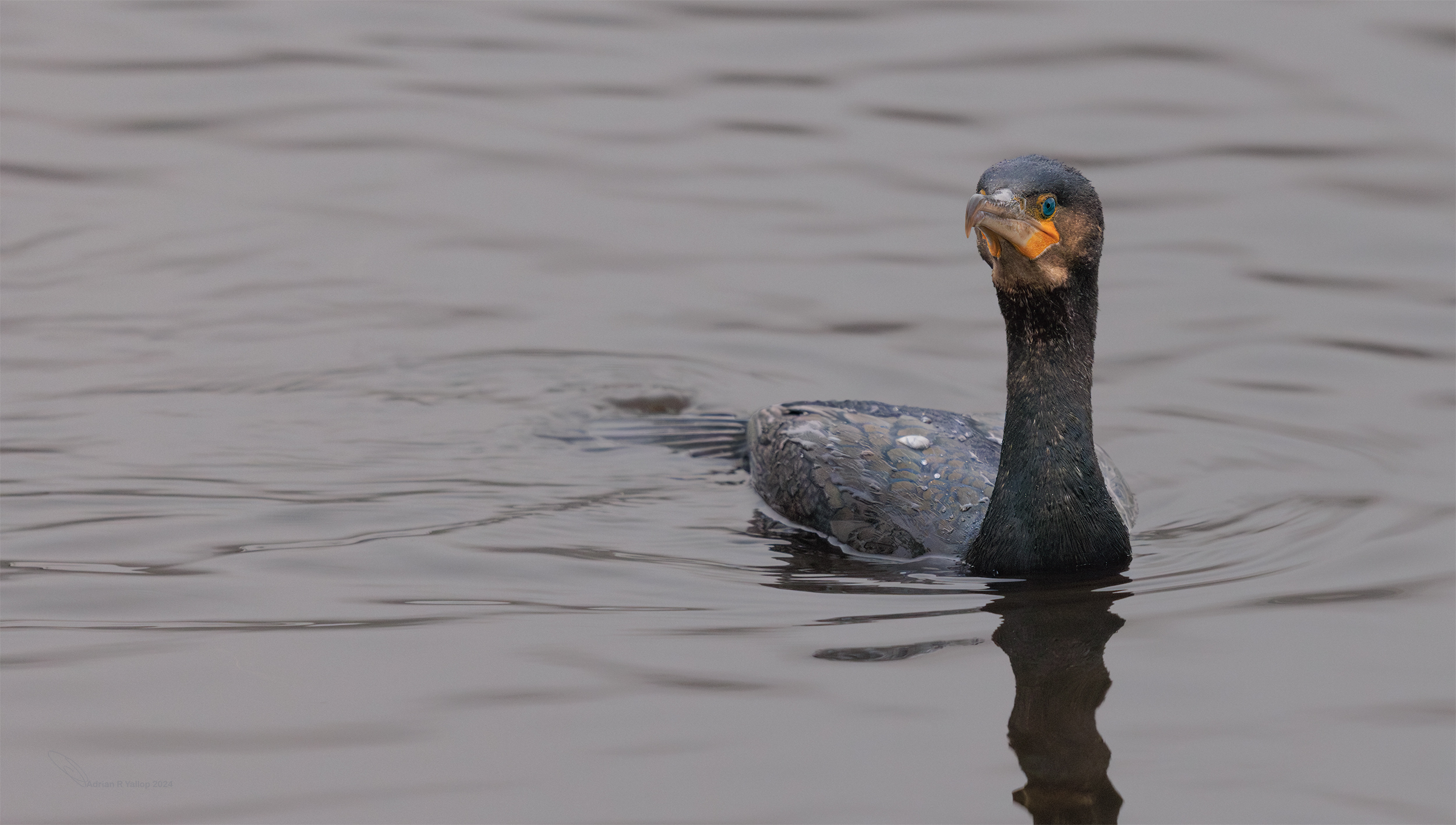 Phalacrocorax carbo